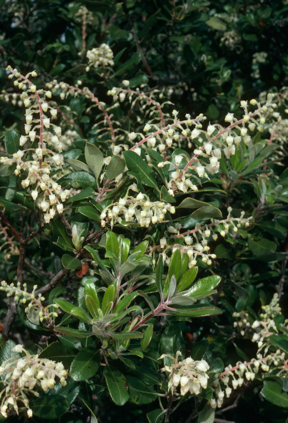 Comarostaphylos, W. of Prisoners Harbor, S. Cruz Isl.