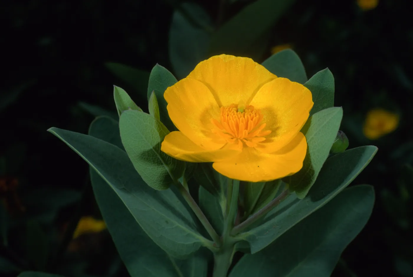 Dendromecon harfordii, SBBG Island section