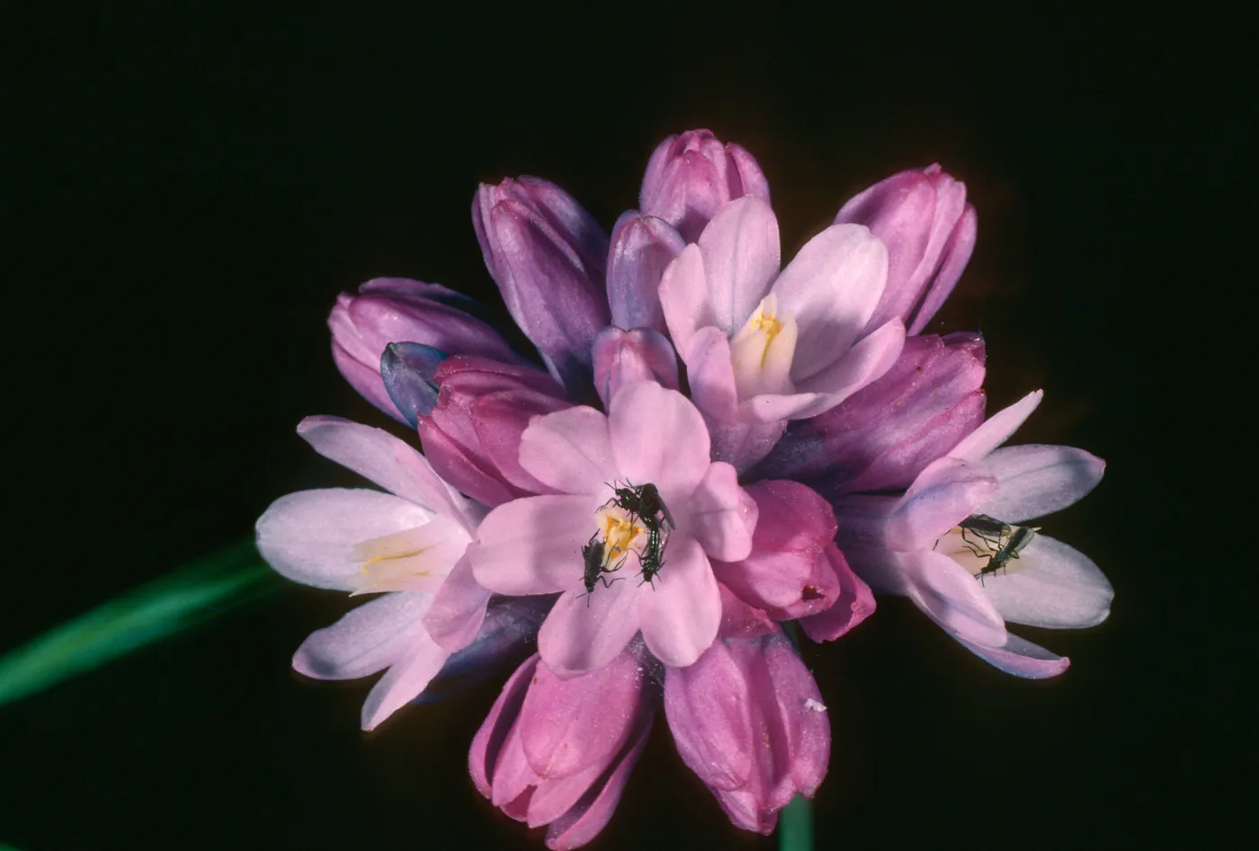Dichelostemma capitatum, E. of Pelican Bay, S. Cruz Isl.