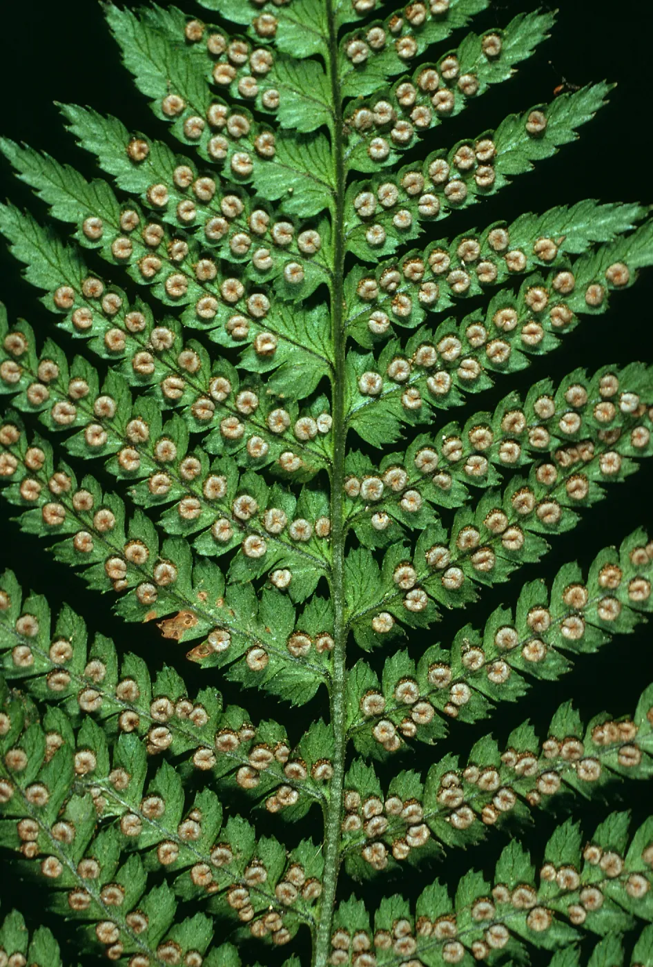 Dryopteris arguta, W. Camino Cielo