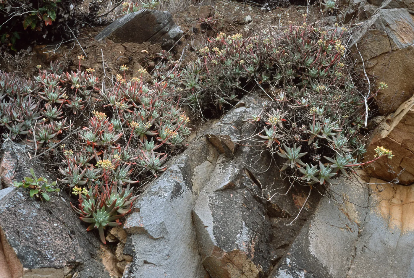 Dudleya virens hassei, Goat Harbor , Catalina Isl.