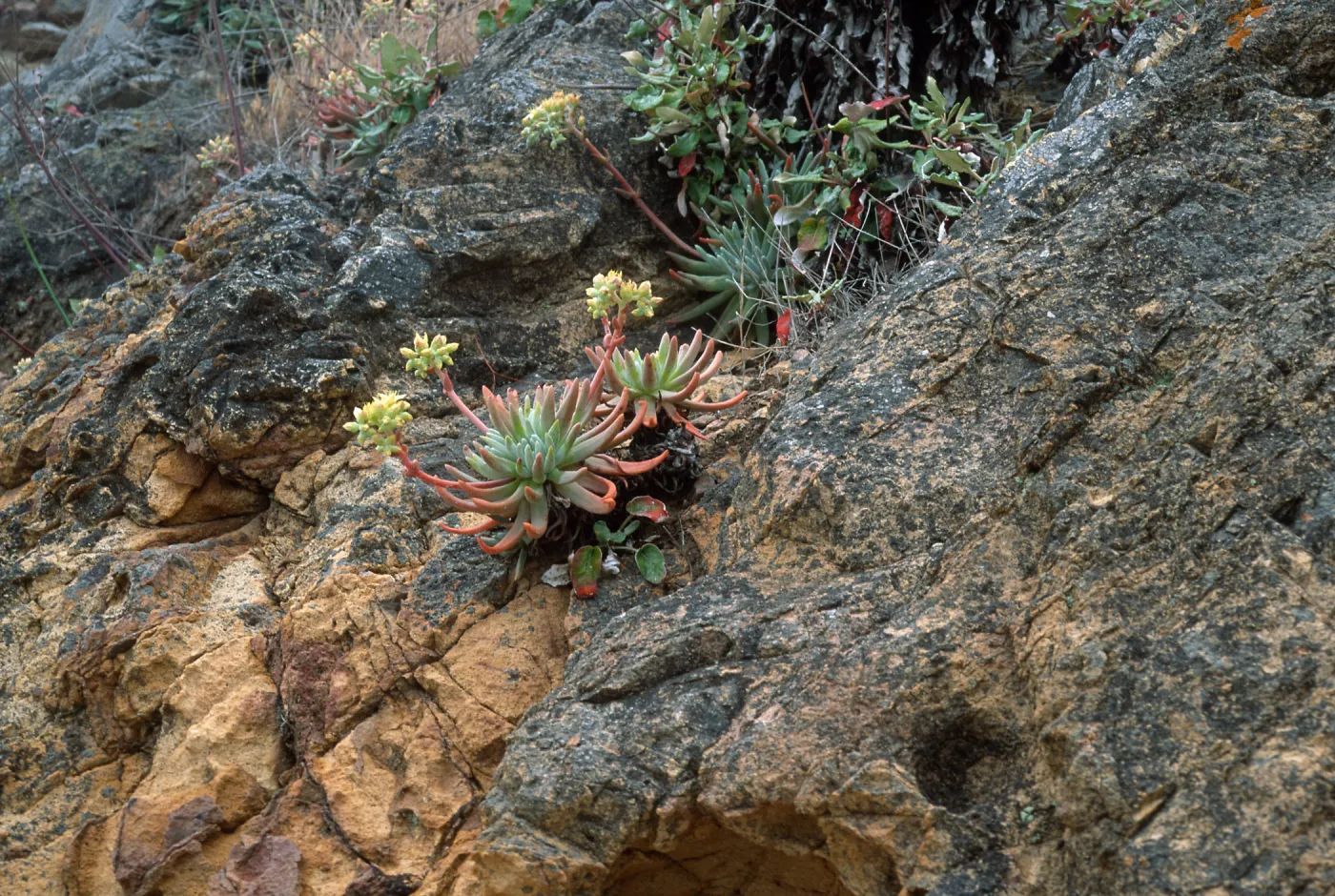 Dudleya virens hassei, Goat Harbor , Catalina Isl.