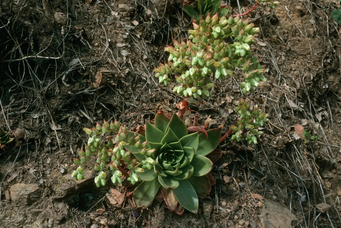 Dudleya candelabrum , S. Cruz Island