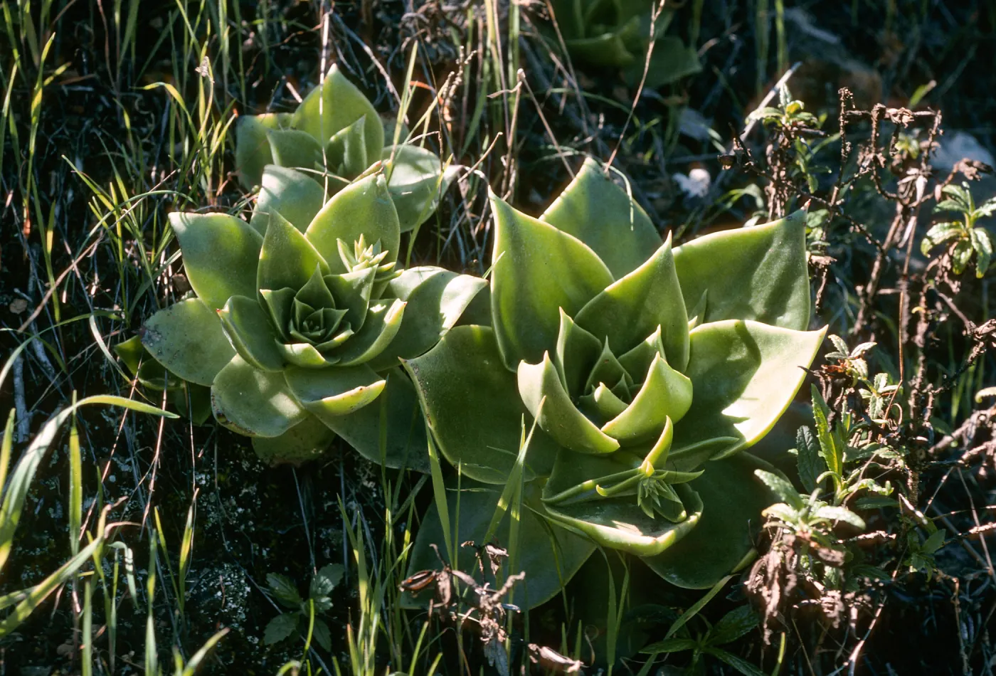 Dudleya candelabrum , Canada del Portezuela, S. Cruz Isl.