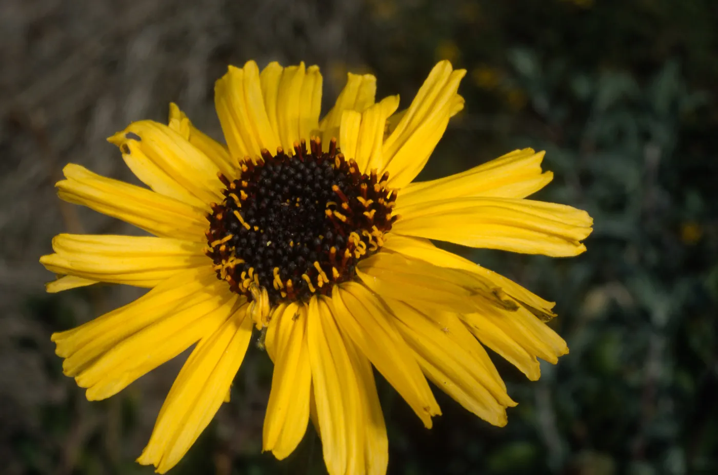 Encelia californica, SBBG