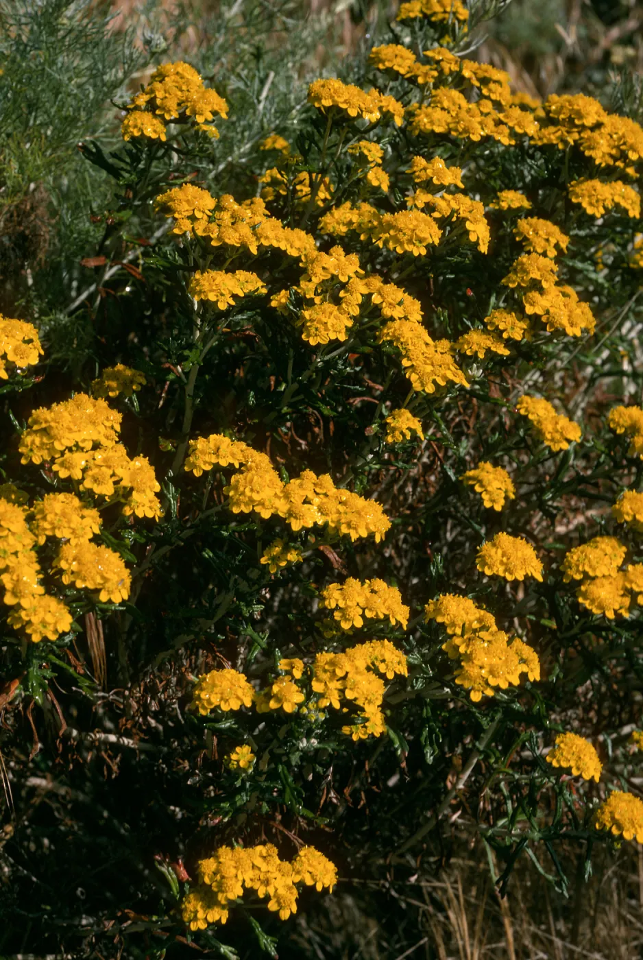 Eriophyllum conferiflorum, Lower Windmill Cyn, S. Rosa Isl.