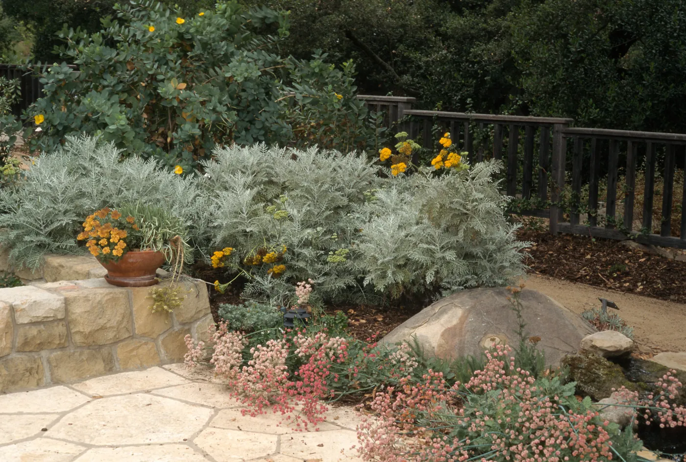Eriophyllum nevinii. SBBG Home Demo Garden