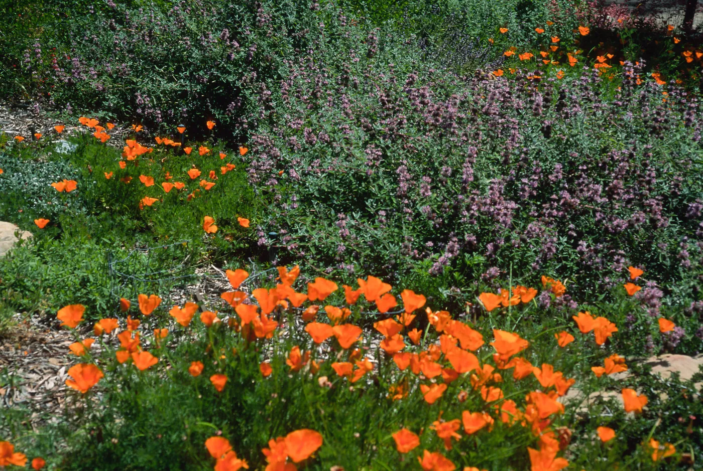 Eschscholzia (Calfironia poppy), Salvia (sage), SBBG