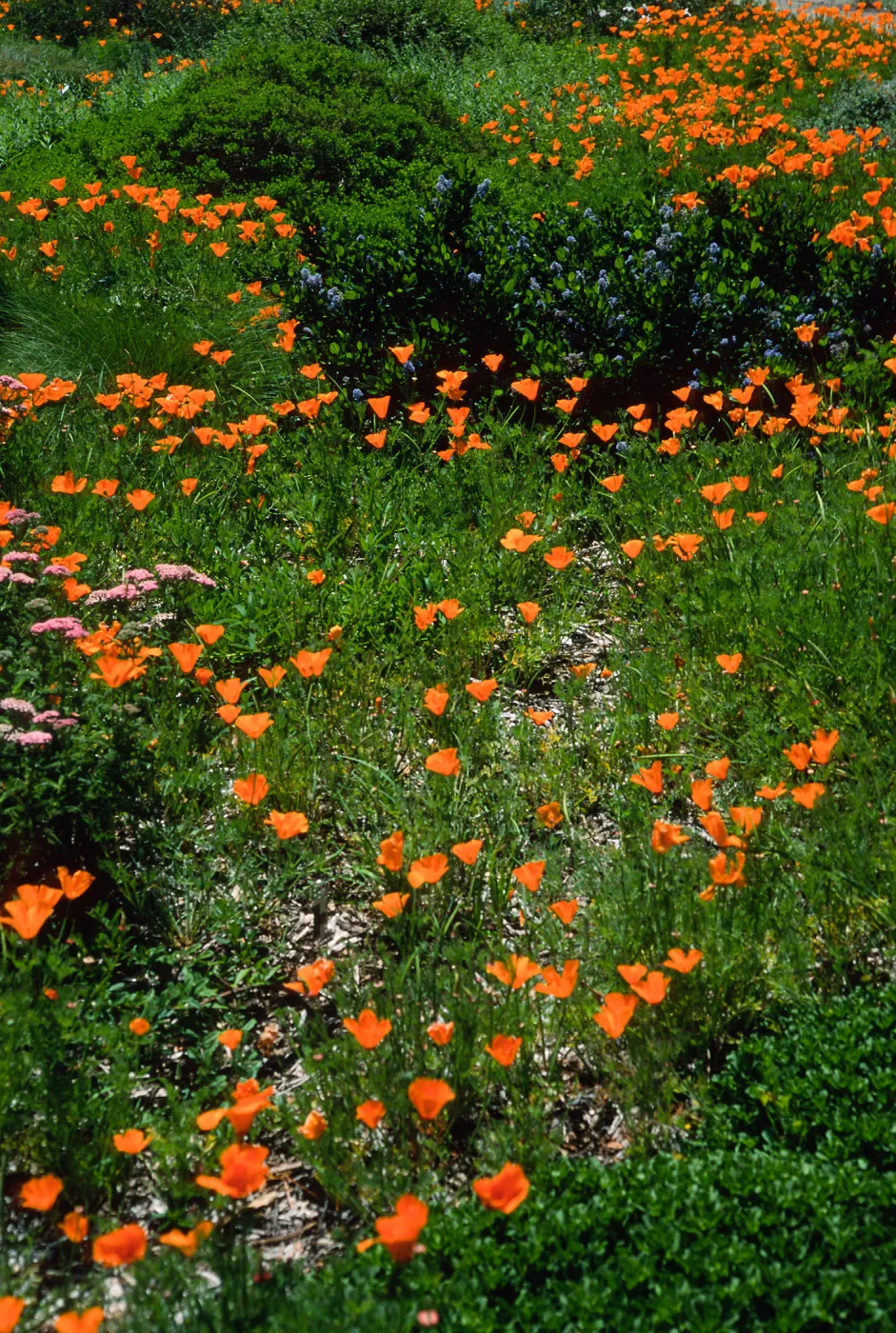 Eschscholzia (California Poppy) , Achillea (Yarrow), SBBG ground cover display