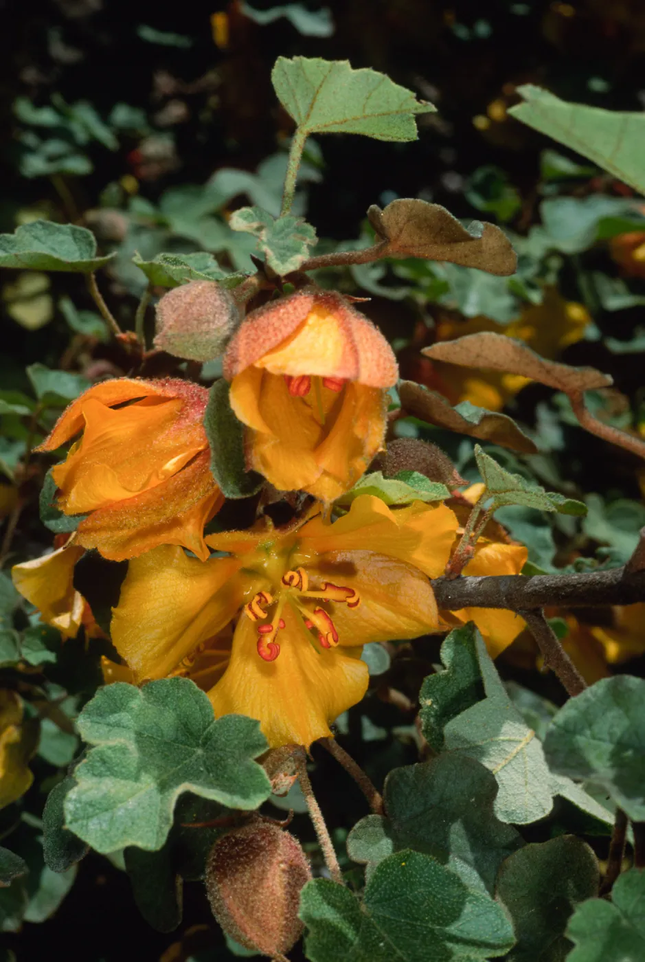 Fremontodendron californicum, SBBG Campbell Trail