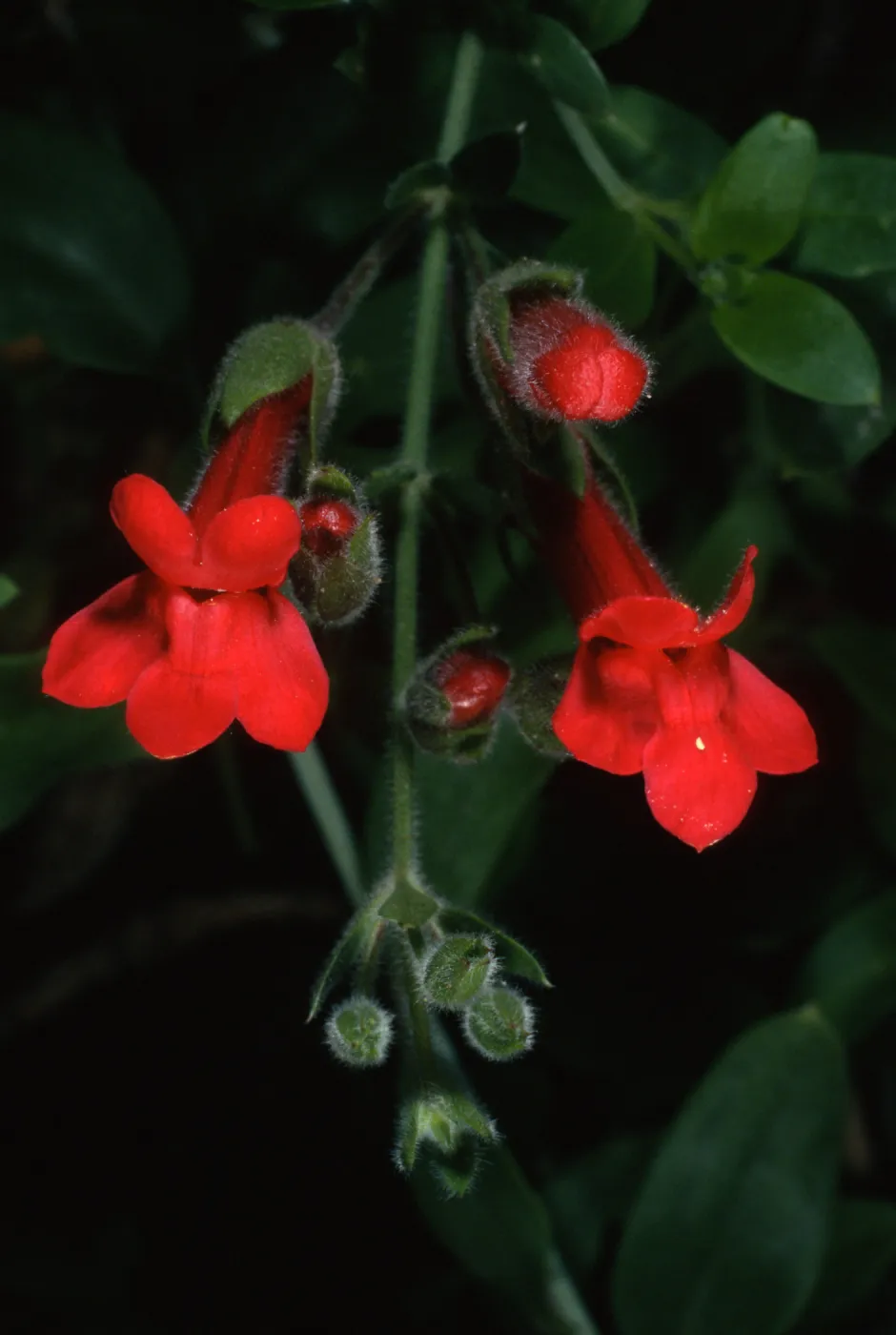Gambelia speciosa, SBBG front entrance
