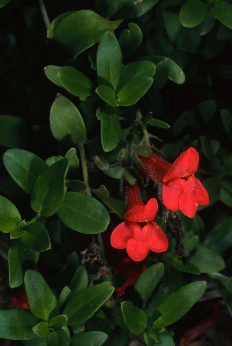 Gambelia speciosa, SBBG front entrance