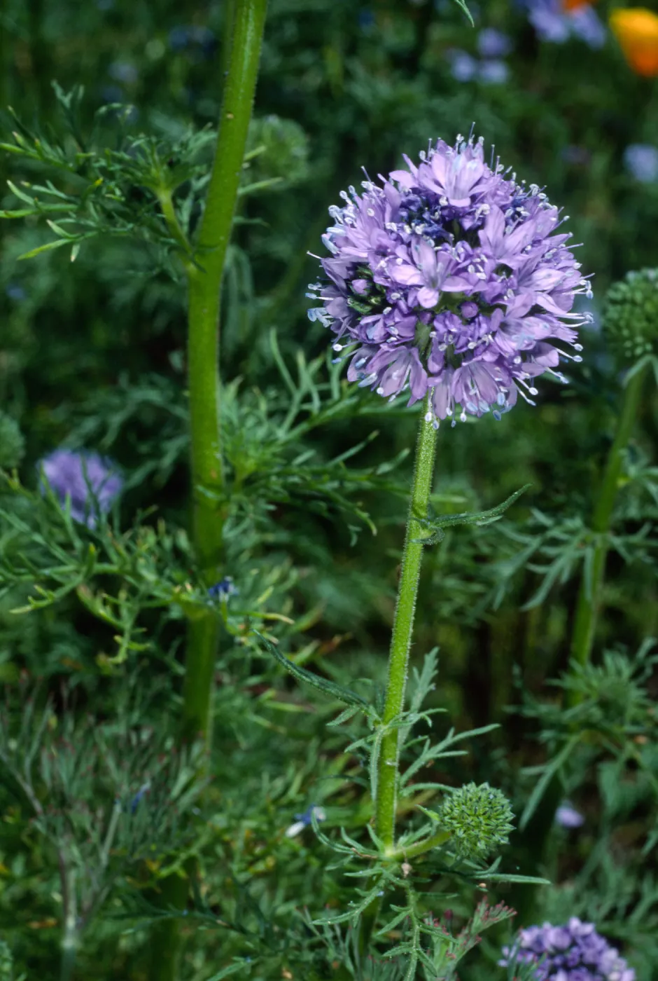 Gilia capitata, SBBG