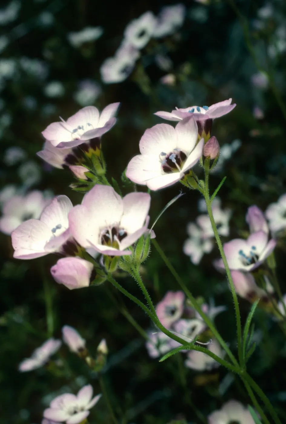 Gilia tricolor, El Portal