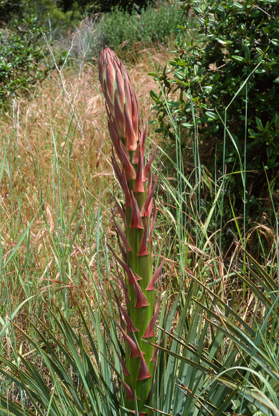 Yucca whipplei, near Broadcast Peak