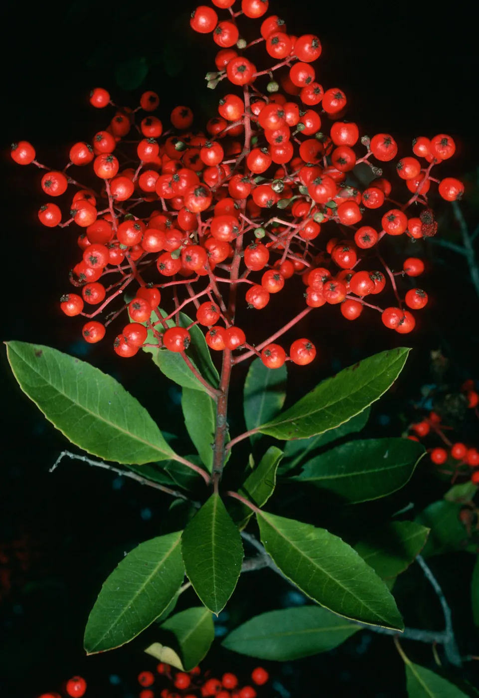 Heteromeles arbutifolia, SBBG