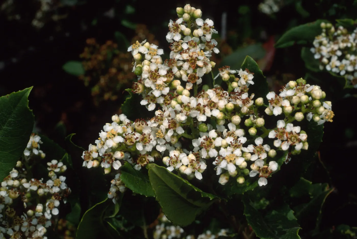 Heteromeles arbutifolia, SBBG