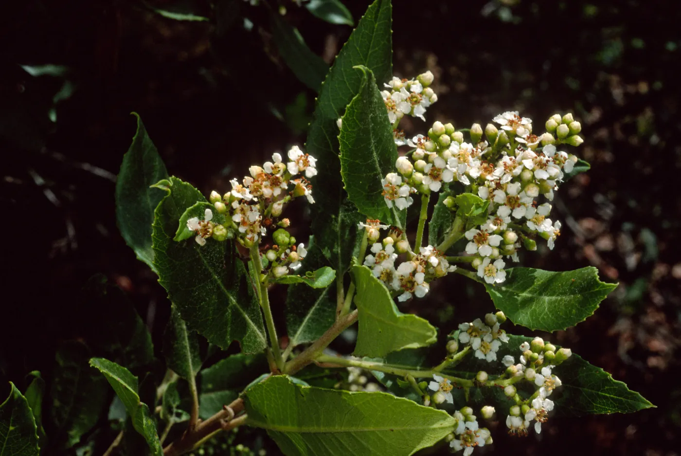 Heteromeles arbutifolia, SBBG