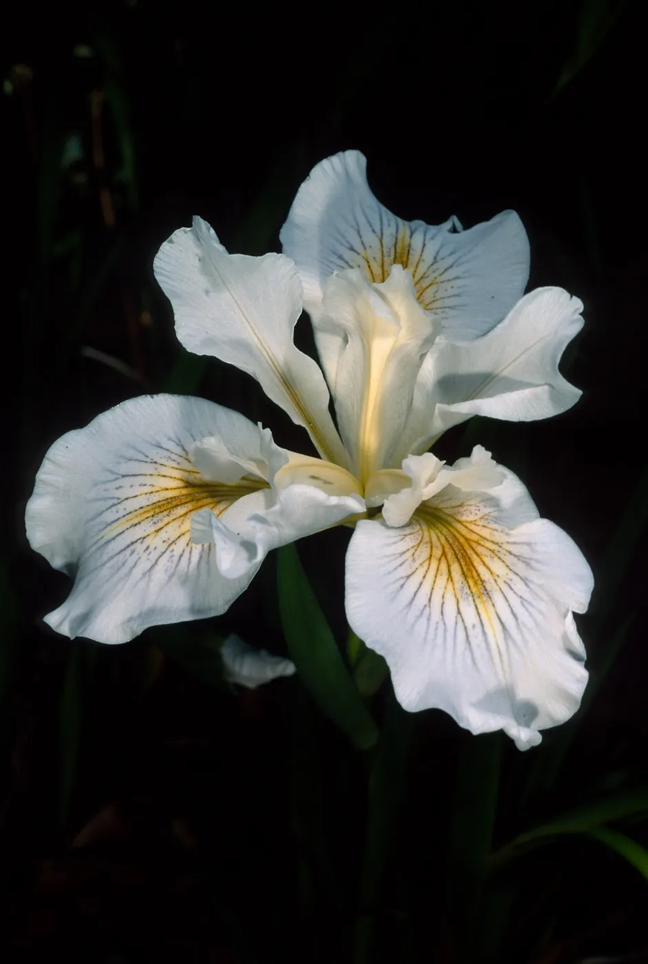 Iris douglasiana 'Canyon Snow', SBBG