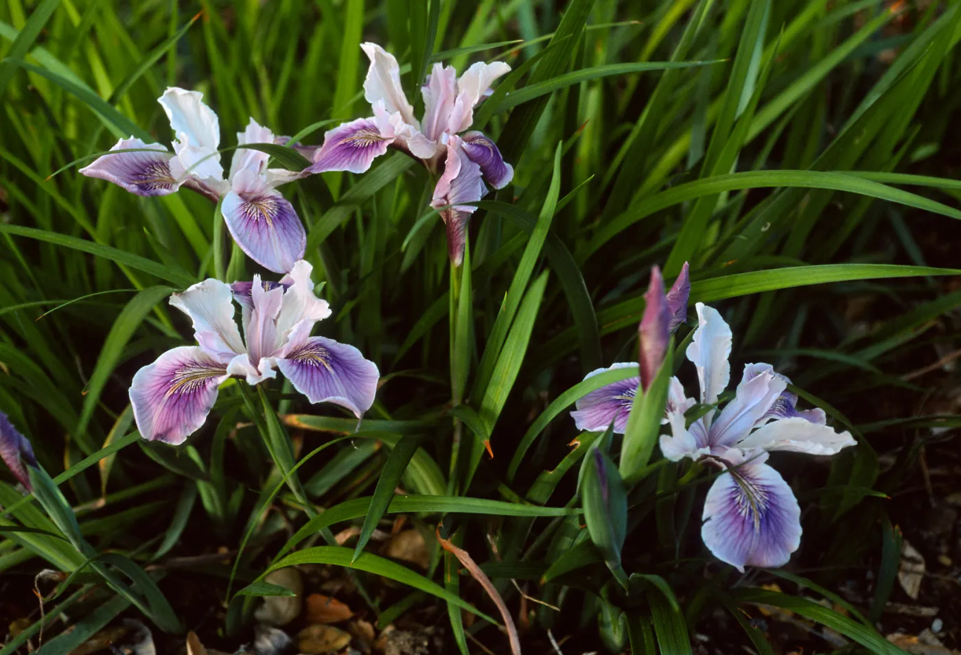 Iris douglasiana, SBBG