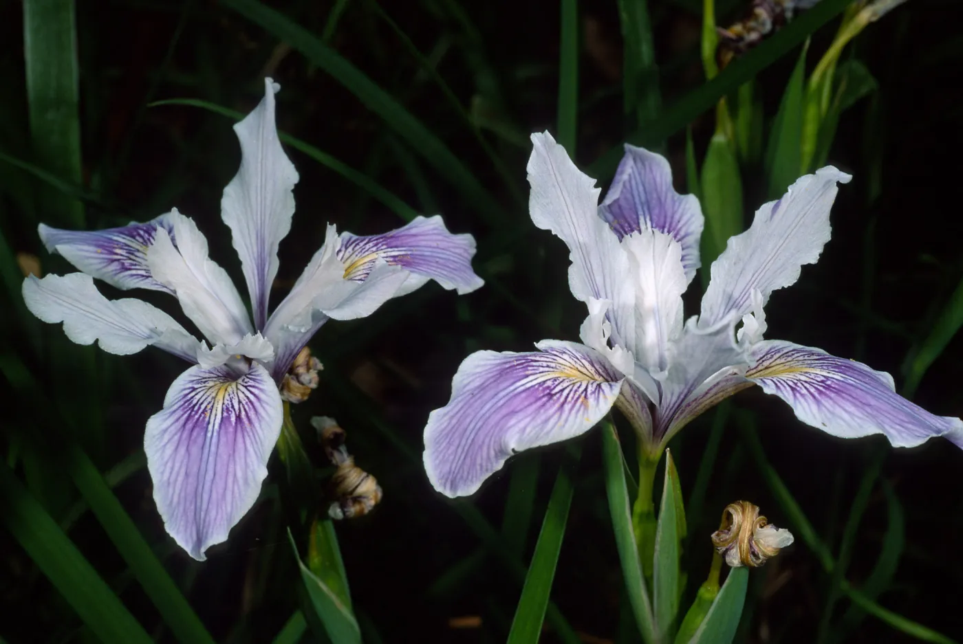 Iris douglasiana, SBBG