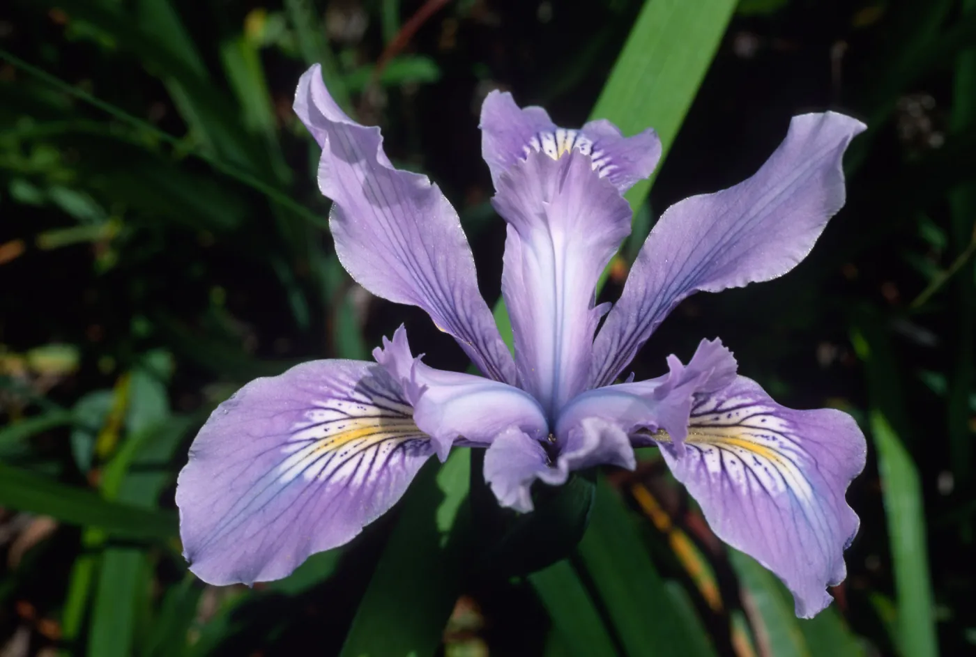 Iris douglasiana SBBG
