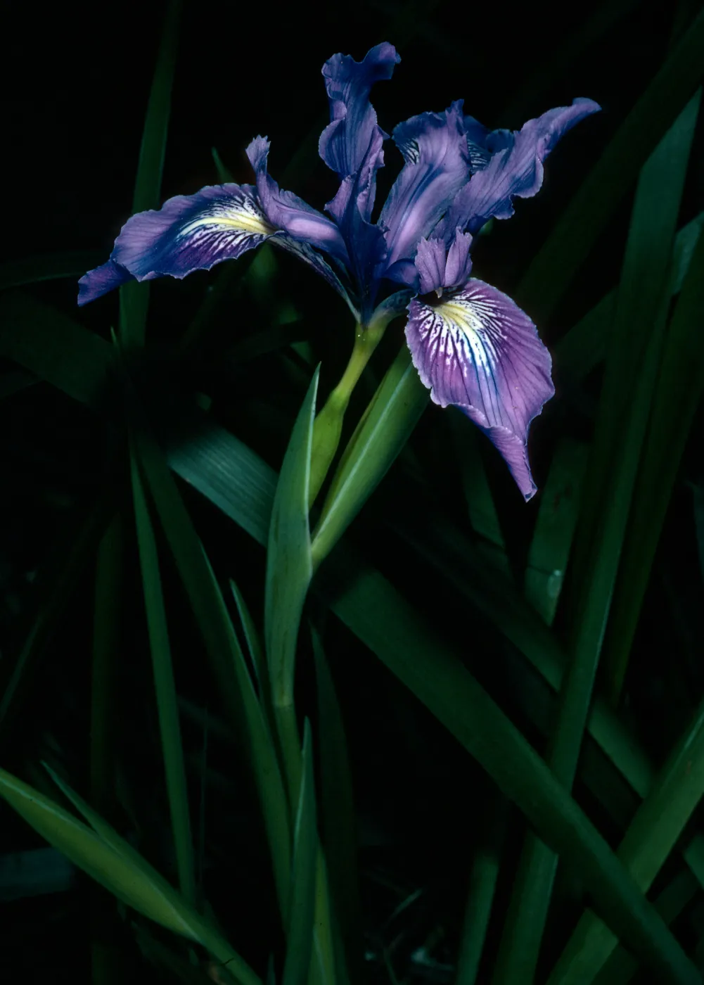 Iris douglasiana SBBG