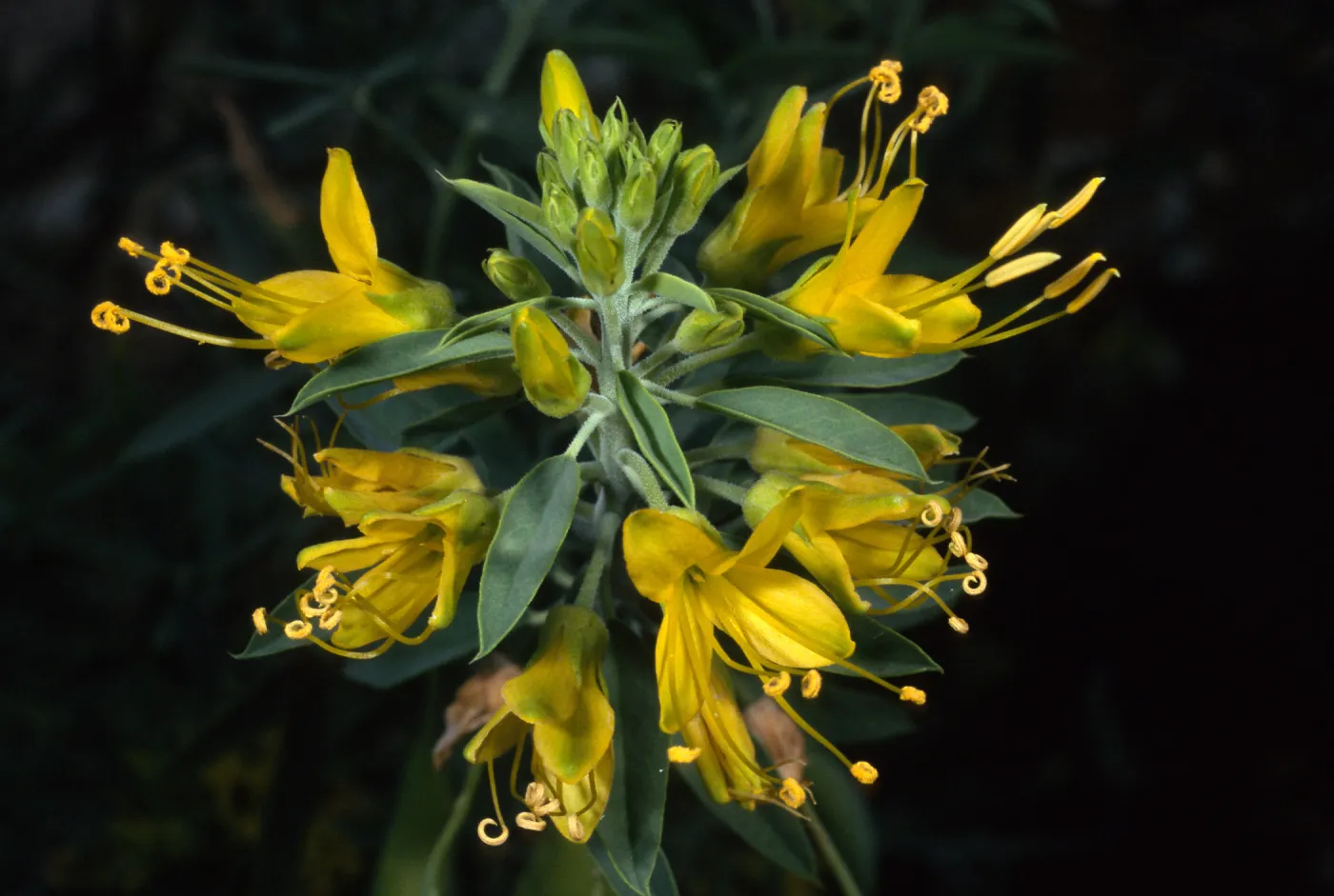 Isomeris arborea, SBBG desert section