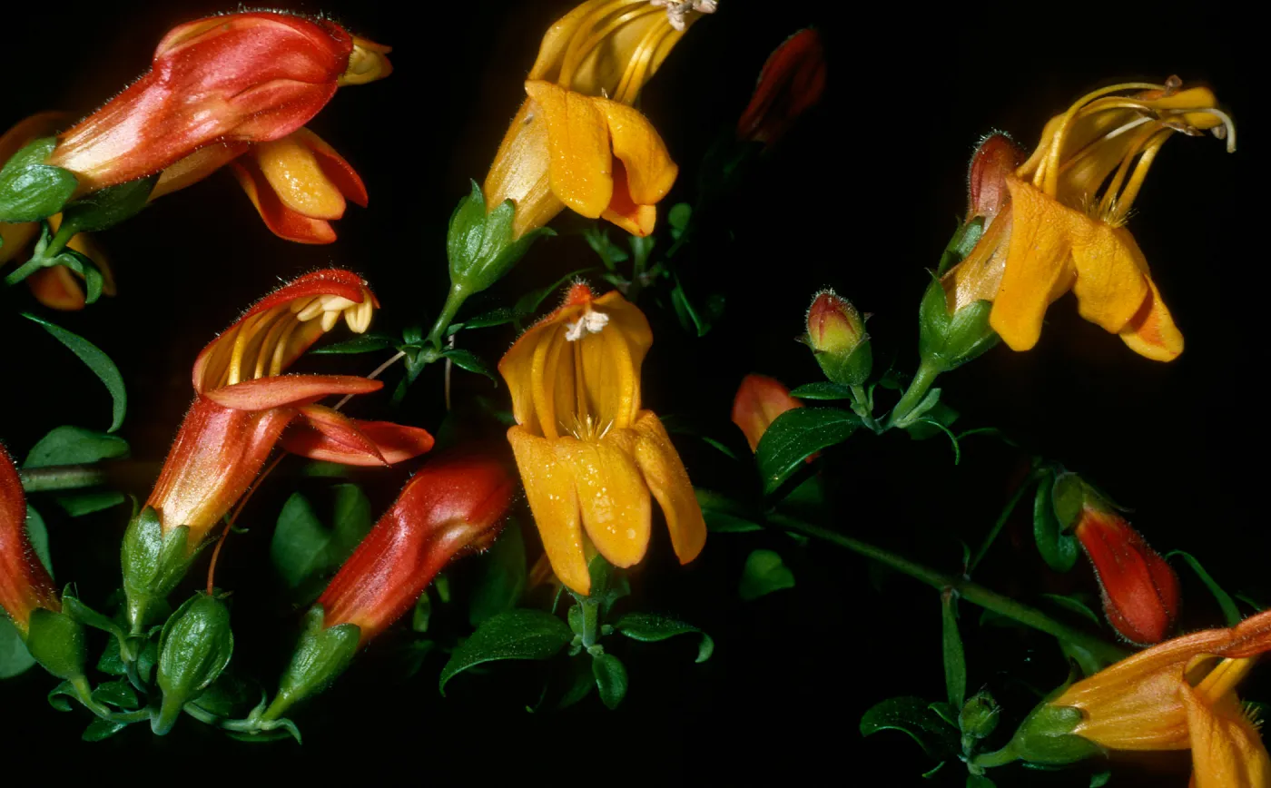 Keckiella antirrhinoides x K. cordifolia, SBBG