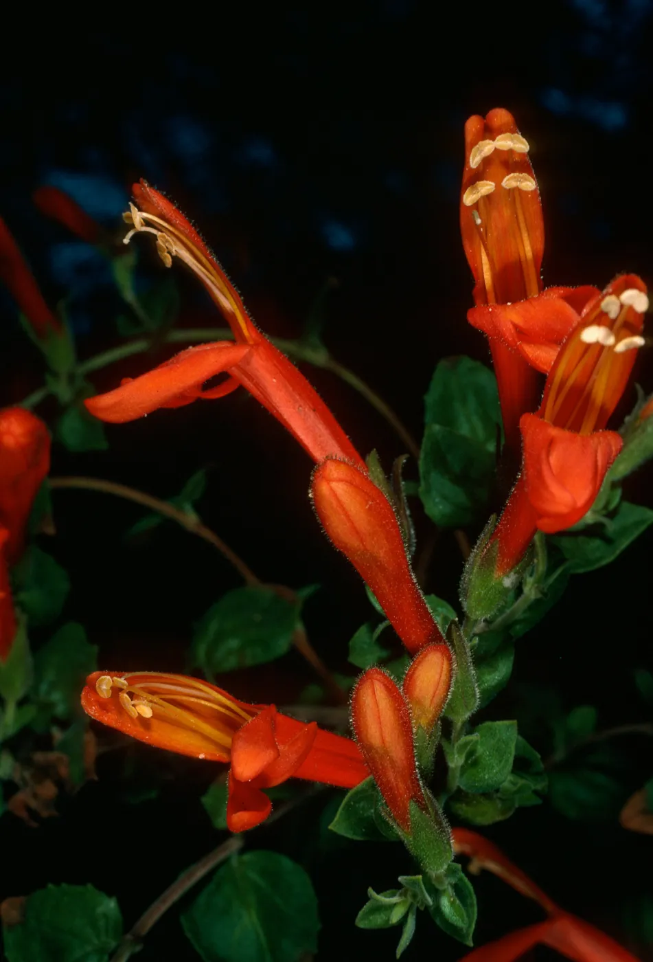 Keckiella cordifolia, Tunnel Trail
