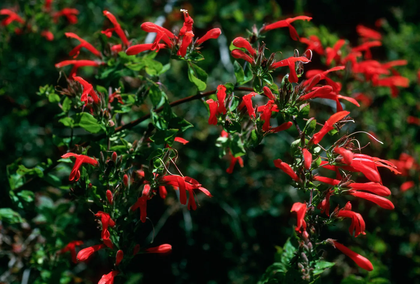 Keckiella cordifolia, upper E. fork Norqueta Cyn, S. Cruz Isl.
