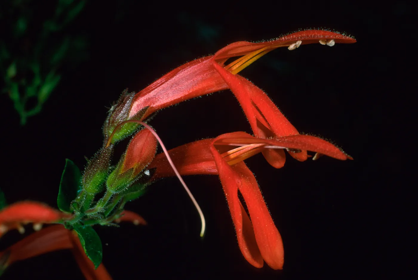 Keckiella cordifolia, Avalon Cyn., Catalina Isl.