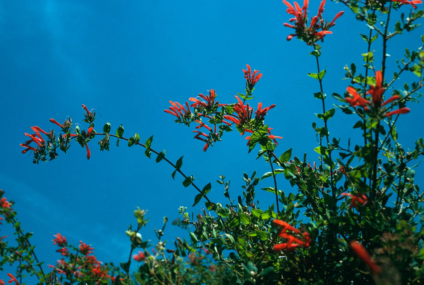 Keckiella cordifolia, upper E. for, Norqueta Cyn., S. Cruz Isl.
