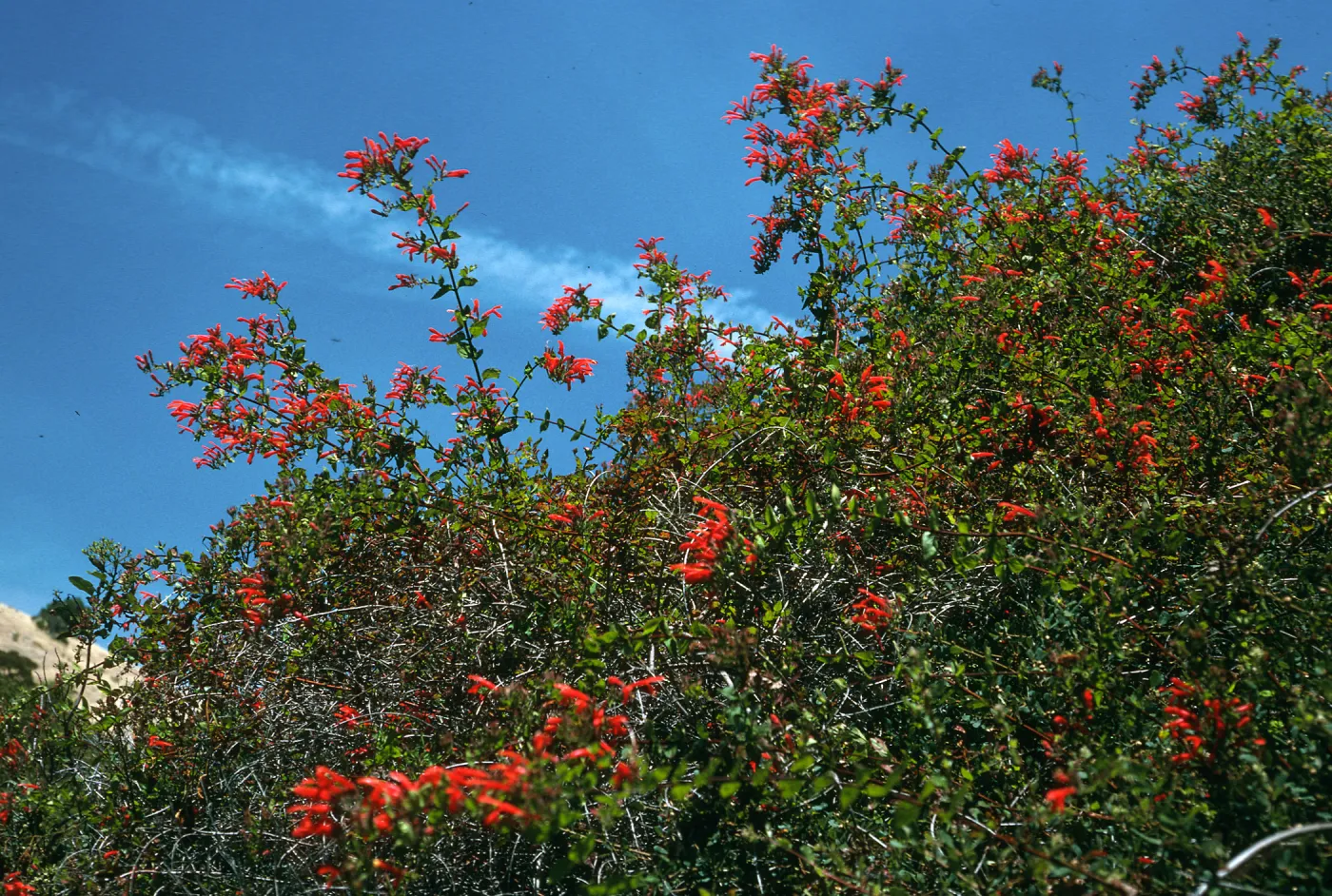 Keckiella cordifolia, upper E. for, Norqueta Cyn., S. Cruz Isl.