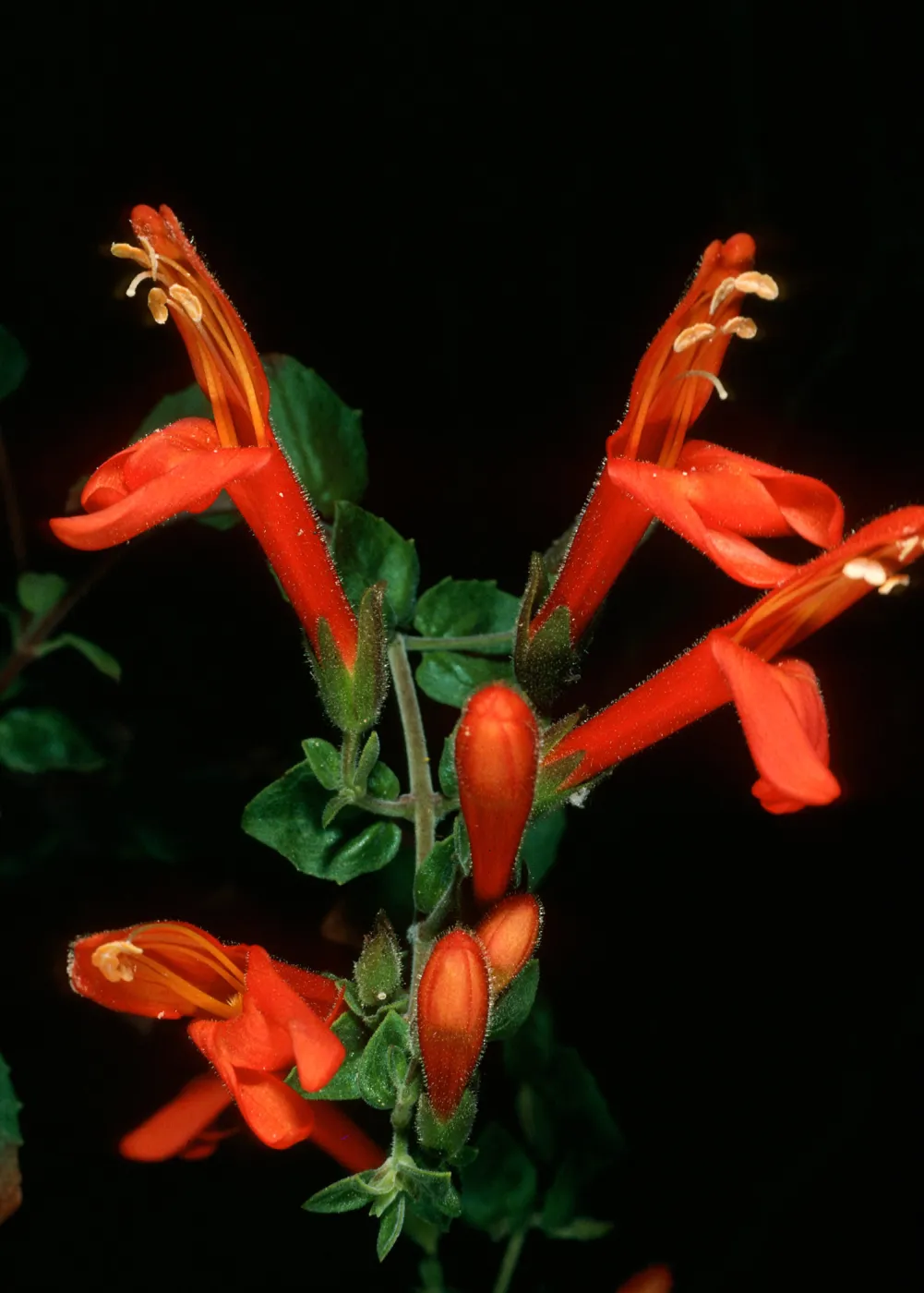 Keckiella cordifolia, Tunnel trail