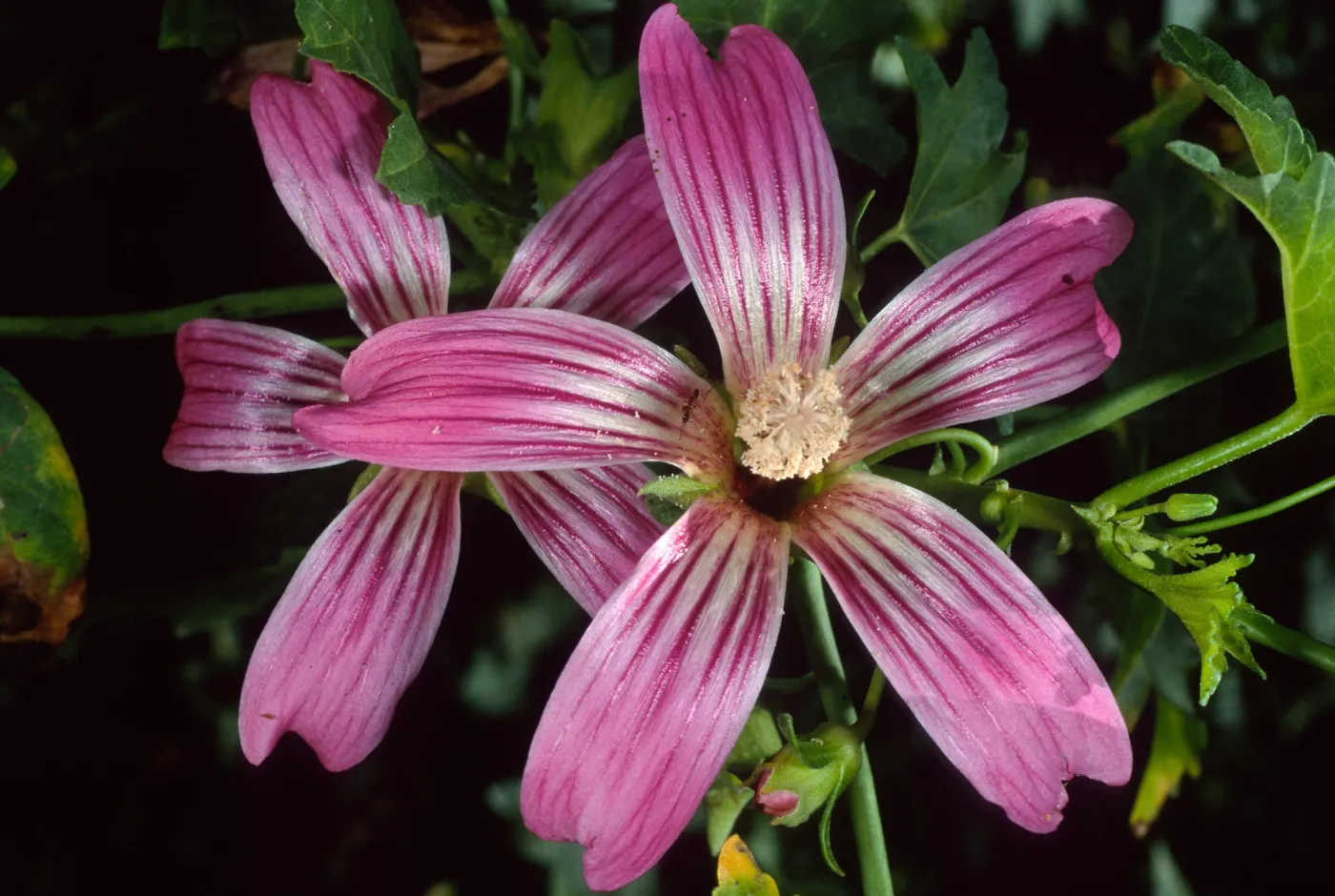 Lavatera 'Purisima', SBBG
