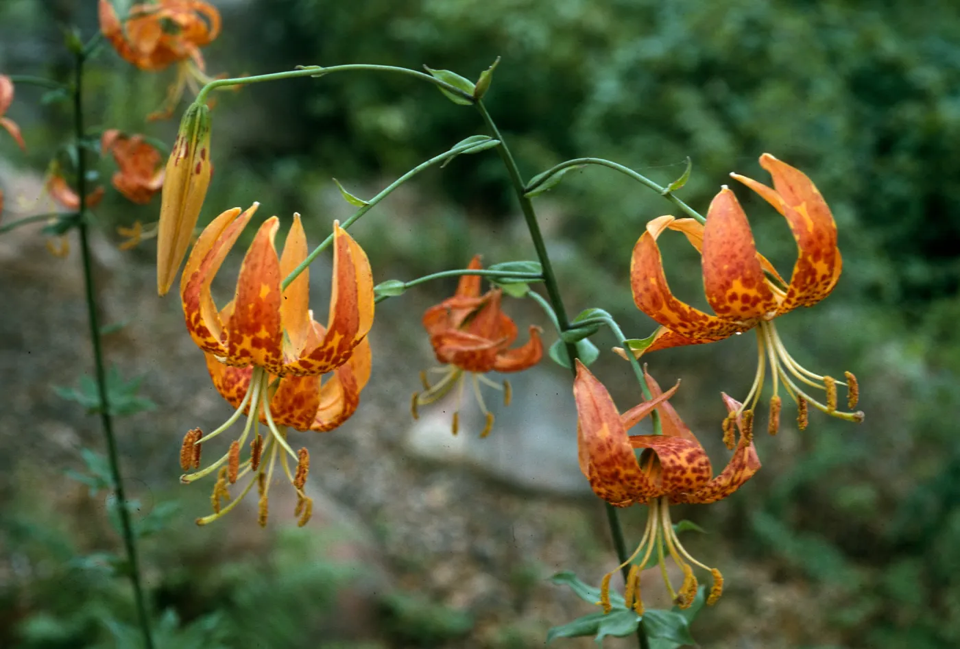 Lilium humboldtii, SBBG meadow