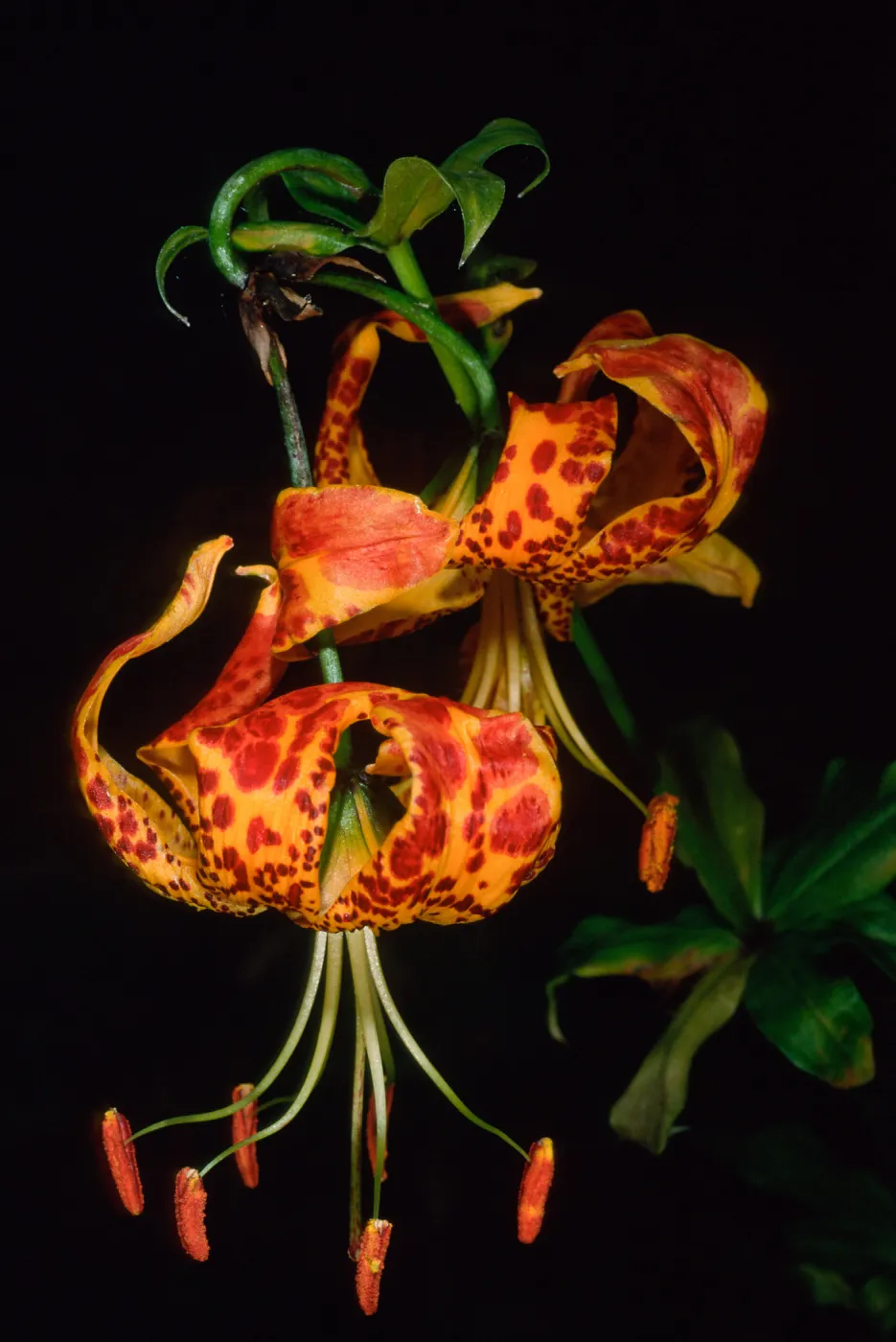 Lilium pardilinum, SBBG Arroyo