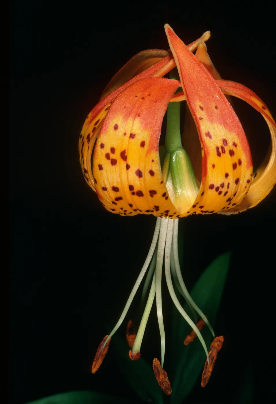 Lilium pardalinum, Sisquoc River below Lower Bear Camp