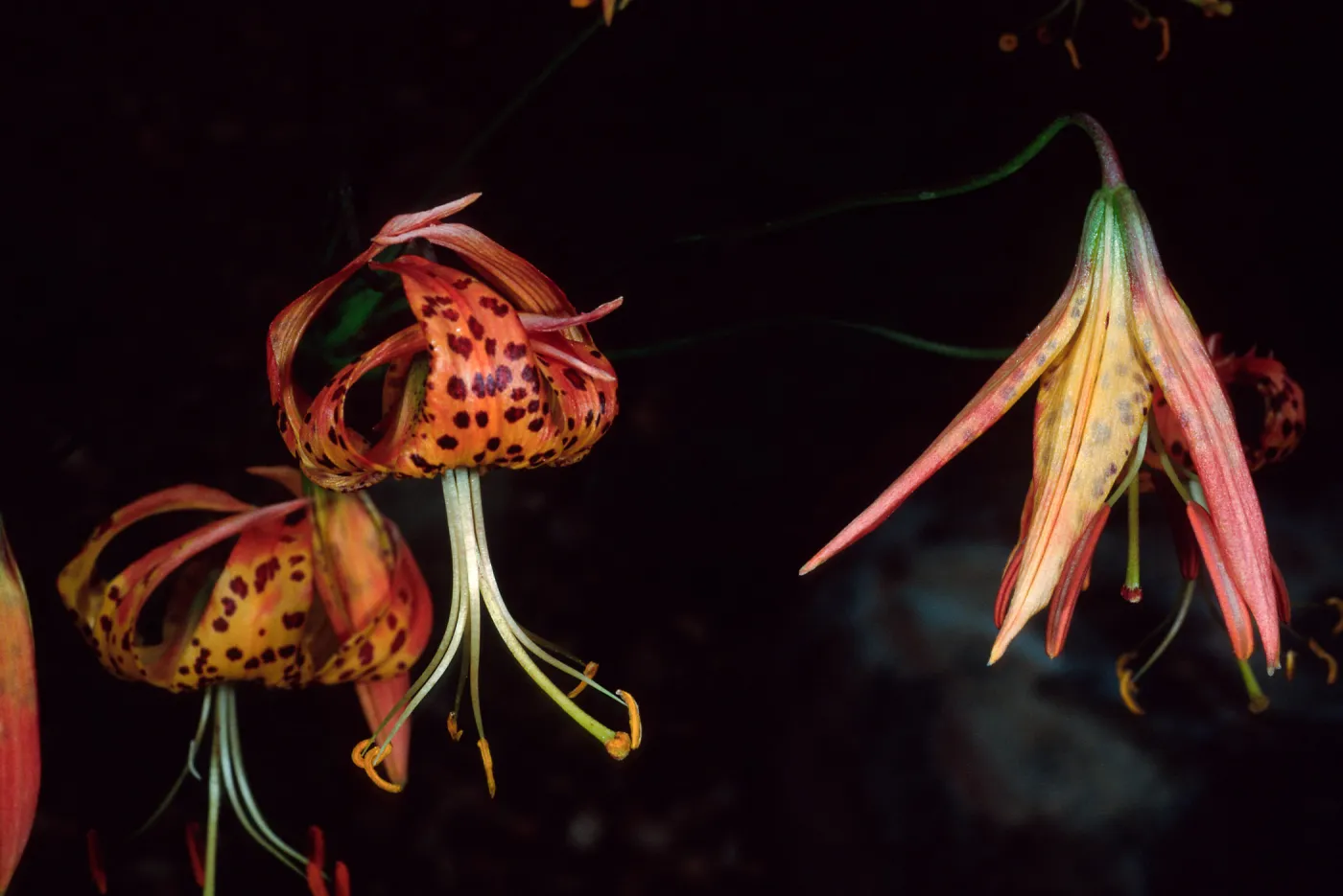 Lilium pardilinum, SBBG Arroyo