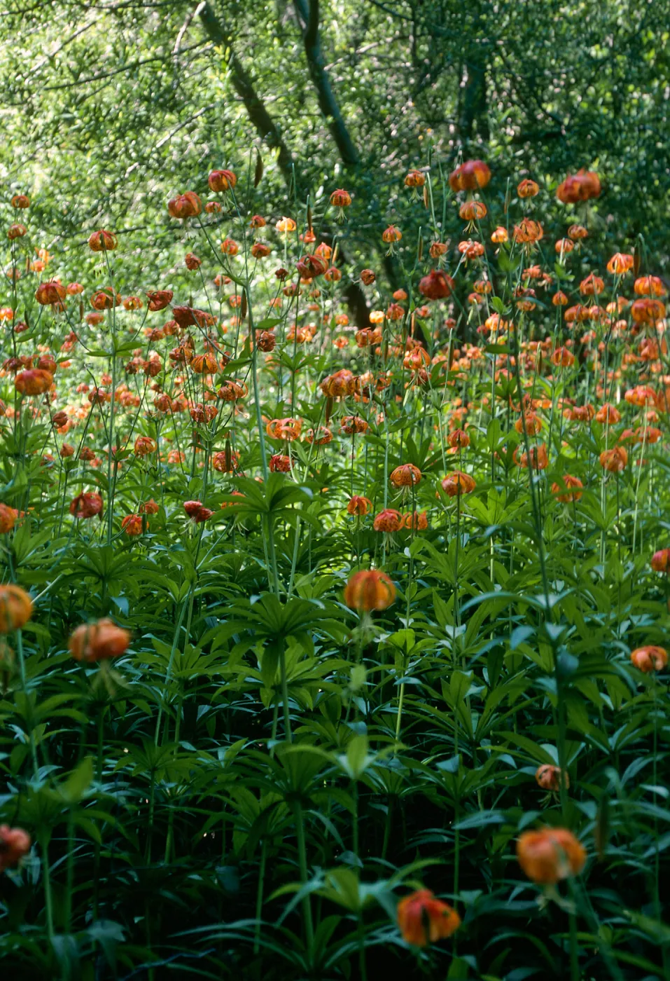 Lilium pardalinum, Sisquoc River below Lower Bear Creek Camp