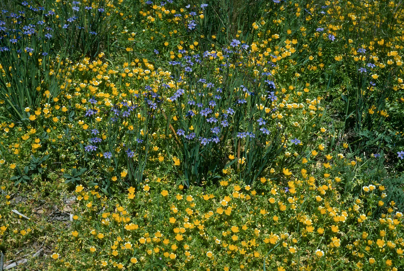 Limnanthes, SBBG Meadow