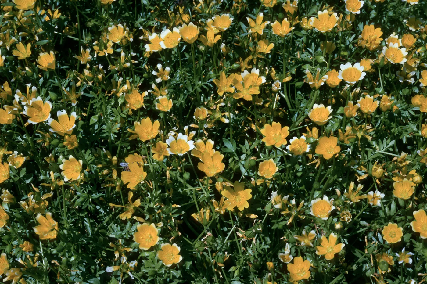 Limnanthes, SBBG Meadow