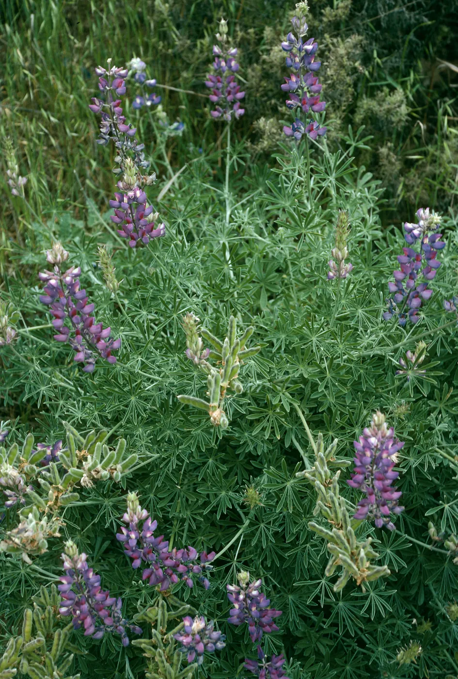 Lupinus albifrons, Centinela Grade, S. Cruz Isl.