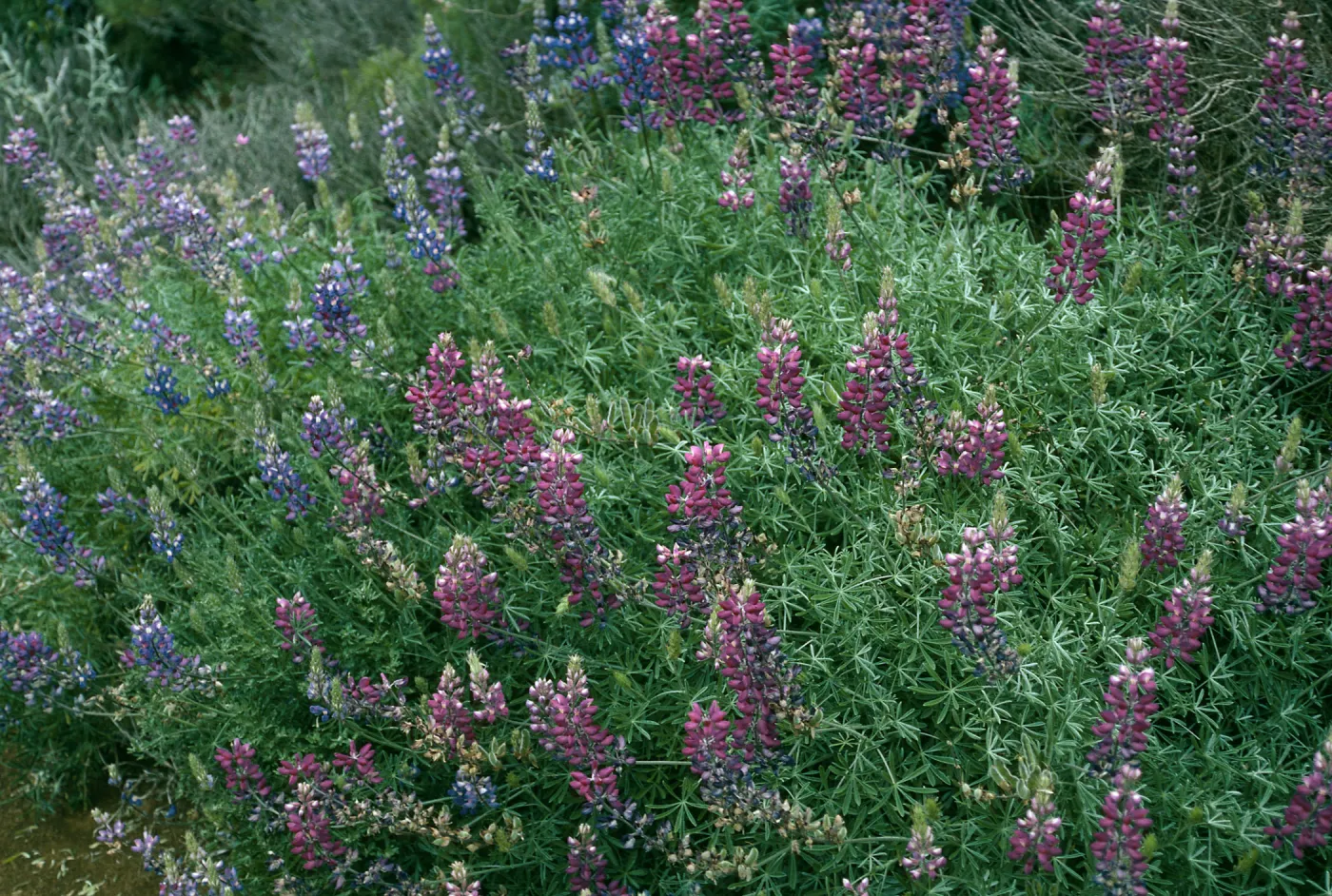 Lupinus albifrons, Centinela Grade, S. Cruz Isl.