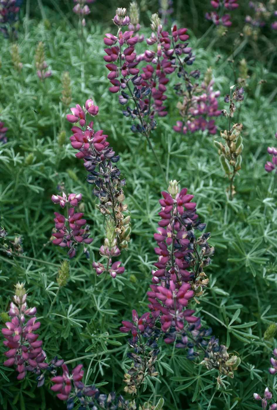 Lupinus albifrons, Centinela Grade, S. Cruz Isl.