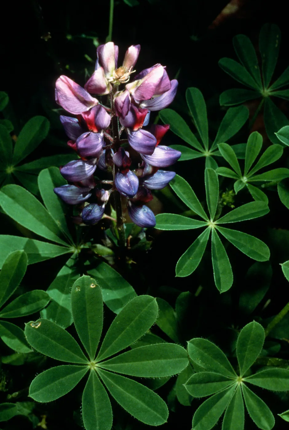 Lupinus succulentus, SBBG