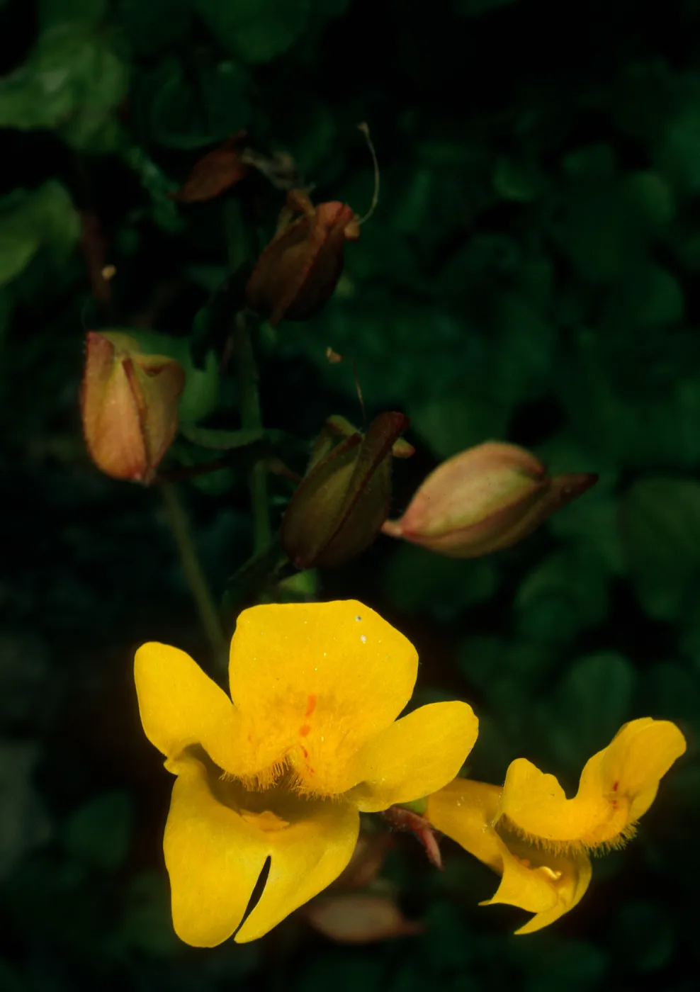 Mimulus guttatus, Jade Cove, Monterey Co.