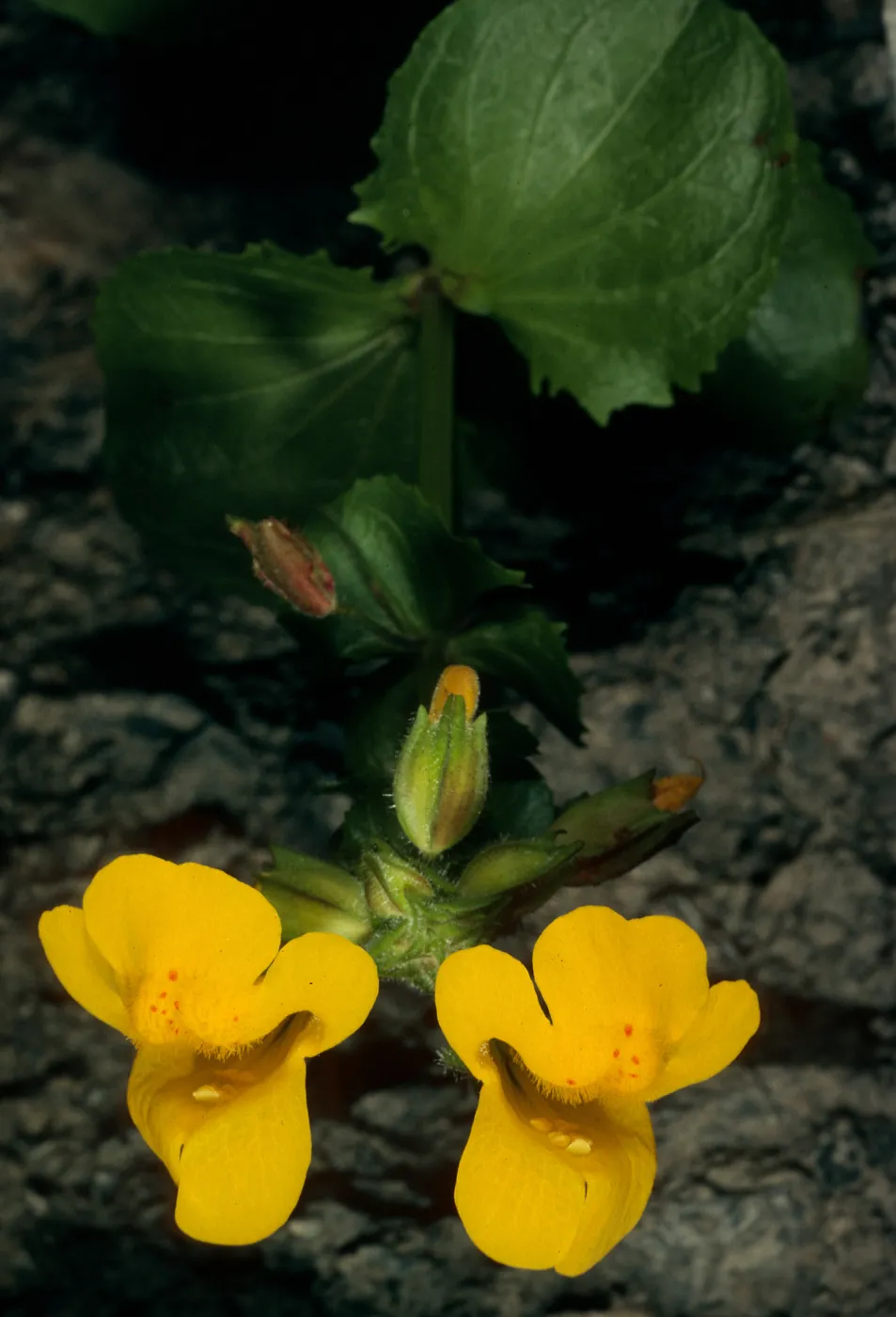 Mimulus guttatus, Jade Cove Monterey Co.