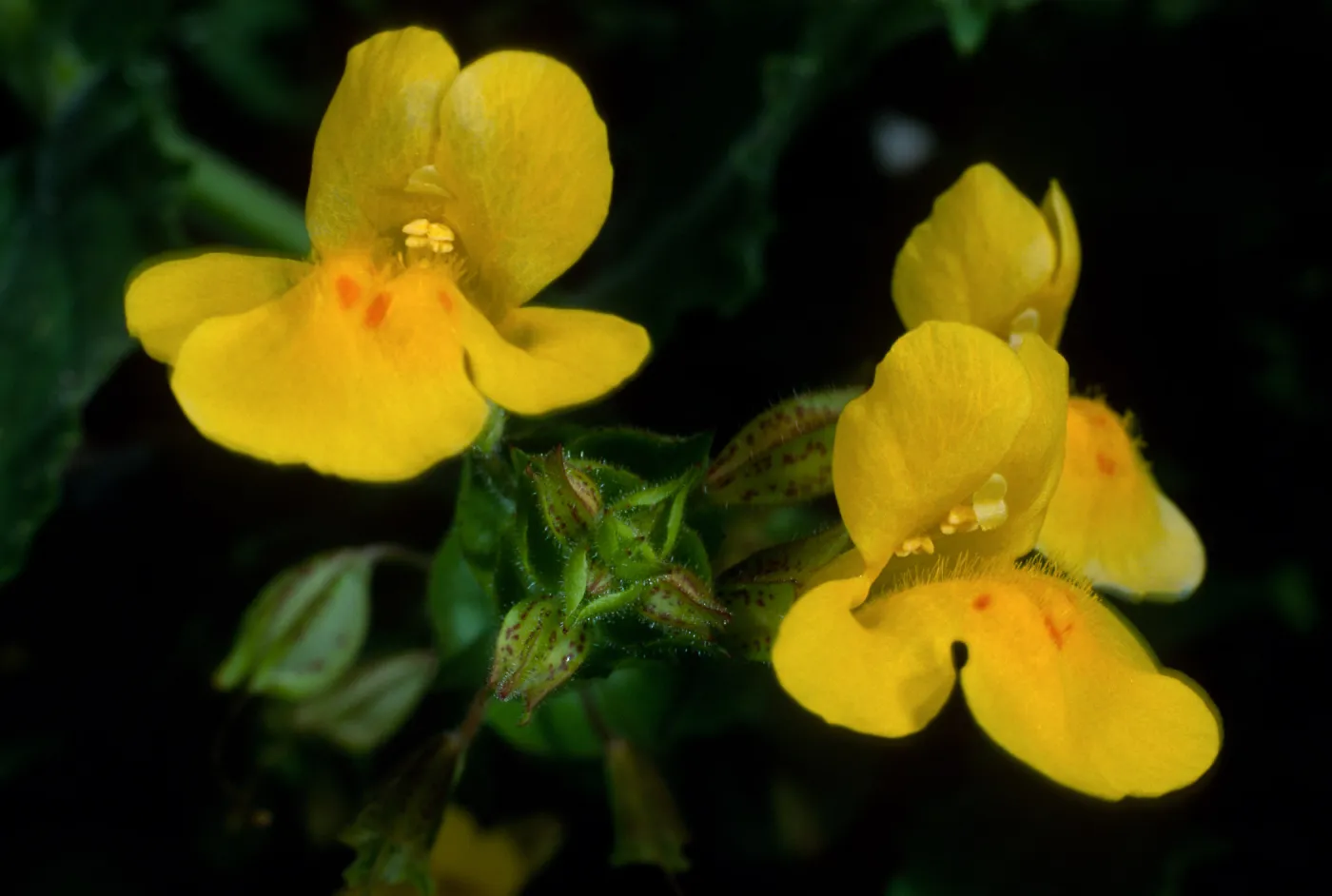 Mimulus guttatus, Silver Cyn. S. Catalina Isl.